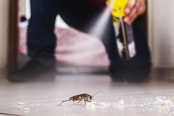 Spider Control Near Me in Ogdensburg, NY